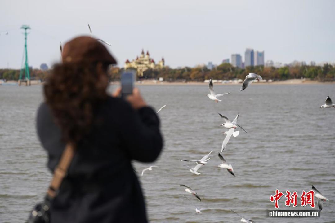 还在花199约拍海鸥?上午鸥最配合,手机0.5倍参数直接抄