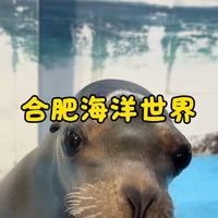 谁能拒绝这么可爱的海狮~