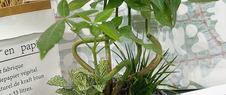懒人耐阴好养的桌面绿植，浇水不用天天惦记