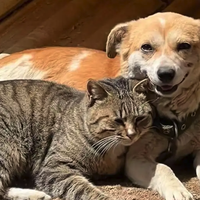 2026犬猫驱虫药怎么选？内外同驱、滴剂喷剂、幼宠跳蚤品牌横评