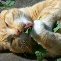 猫对猫薄荷没反应，先别怪假货：68%那个数只测了100只猫