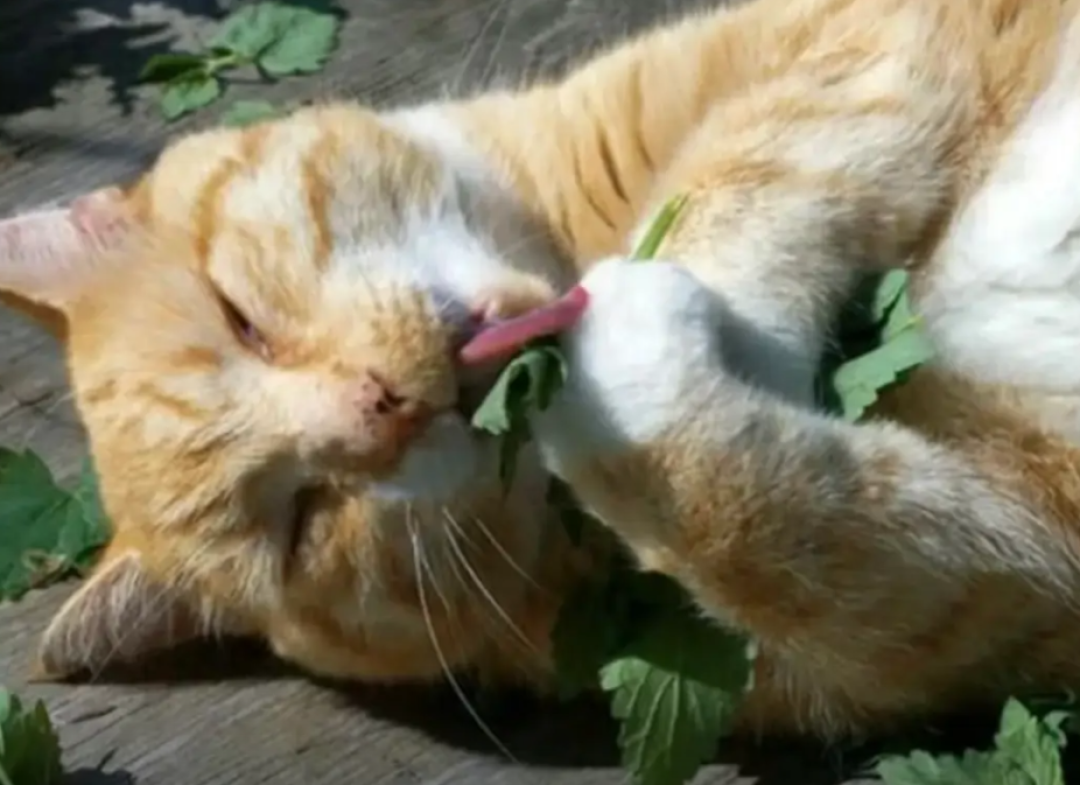 猫对猫薄荷没反应,先别怪假货:68%那个数只测了100只猫