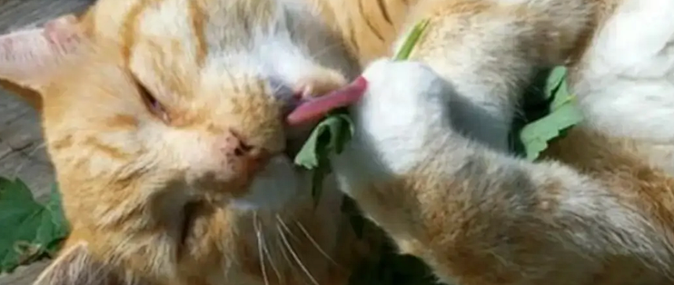猫对猫薄荷没反应，先别怪假货：68%那个数只测了100只猫