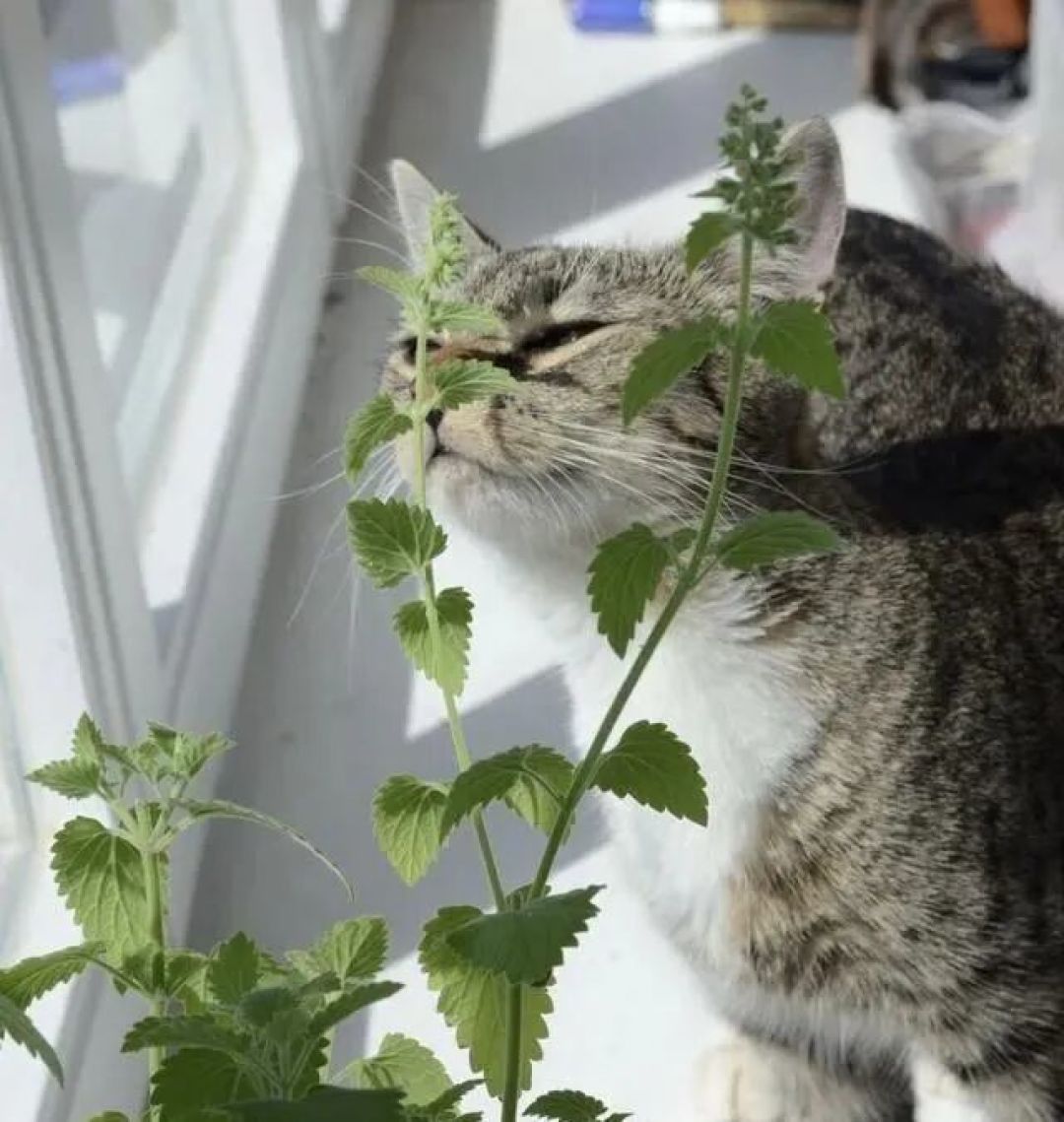 猫对猫薄荷没反应,先别怪假货:68%那个数只测了100只猫