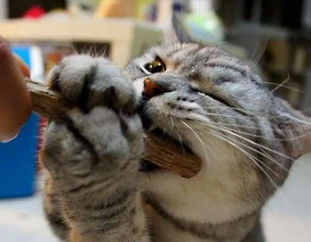 猫对猫薄荷没反应,先别怪假货:68%那个数只测了100只猫