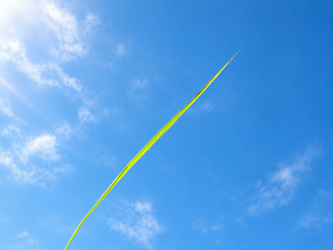 CCD