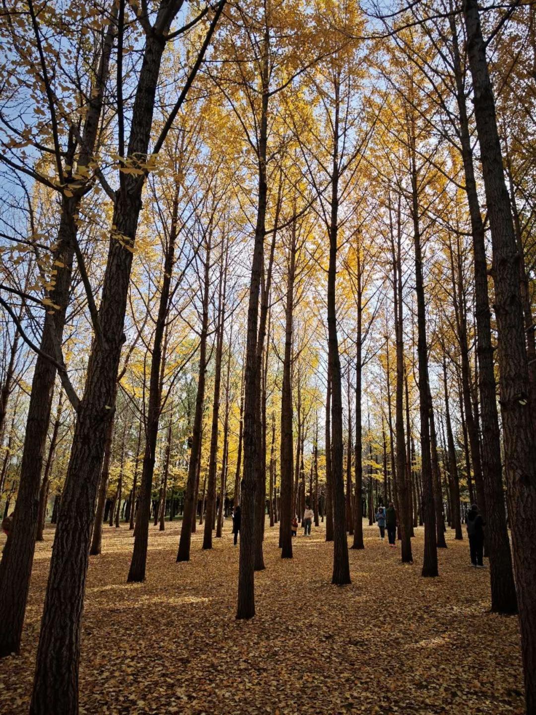 香山变色率刚10%,郊区已“最佳观赏期”:北京赏红叶先对上两块表