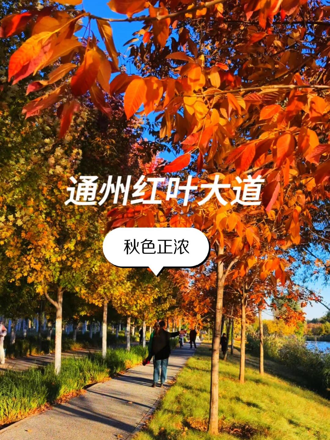香山变色率刚10%,郊区已“最佳观赏期”:北京赏红叶先对上两块表
