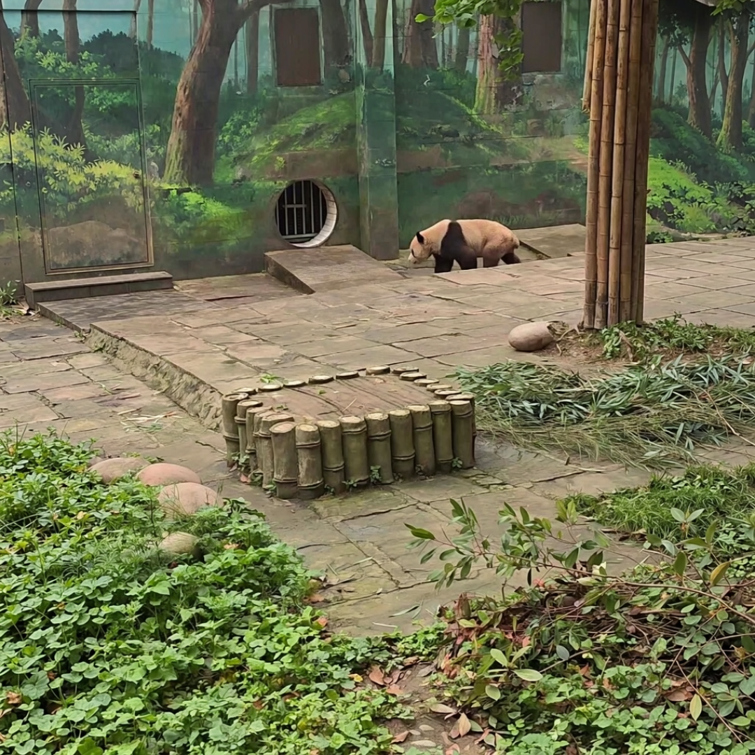 大熊猫冉冉将赴比利时:与表哥星徽无繁殖计划,啥时候回才是重点