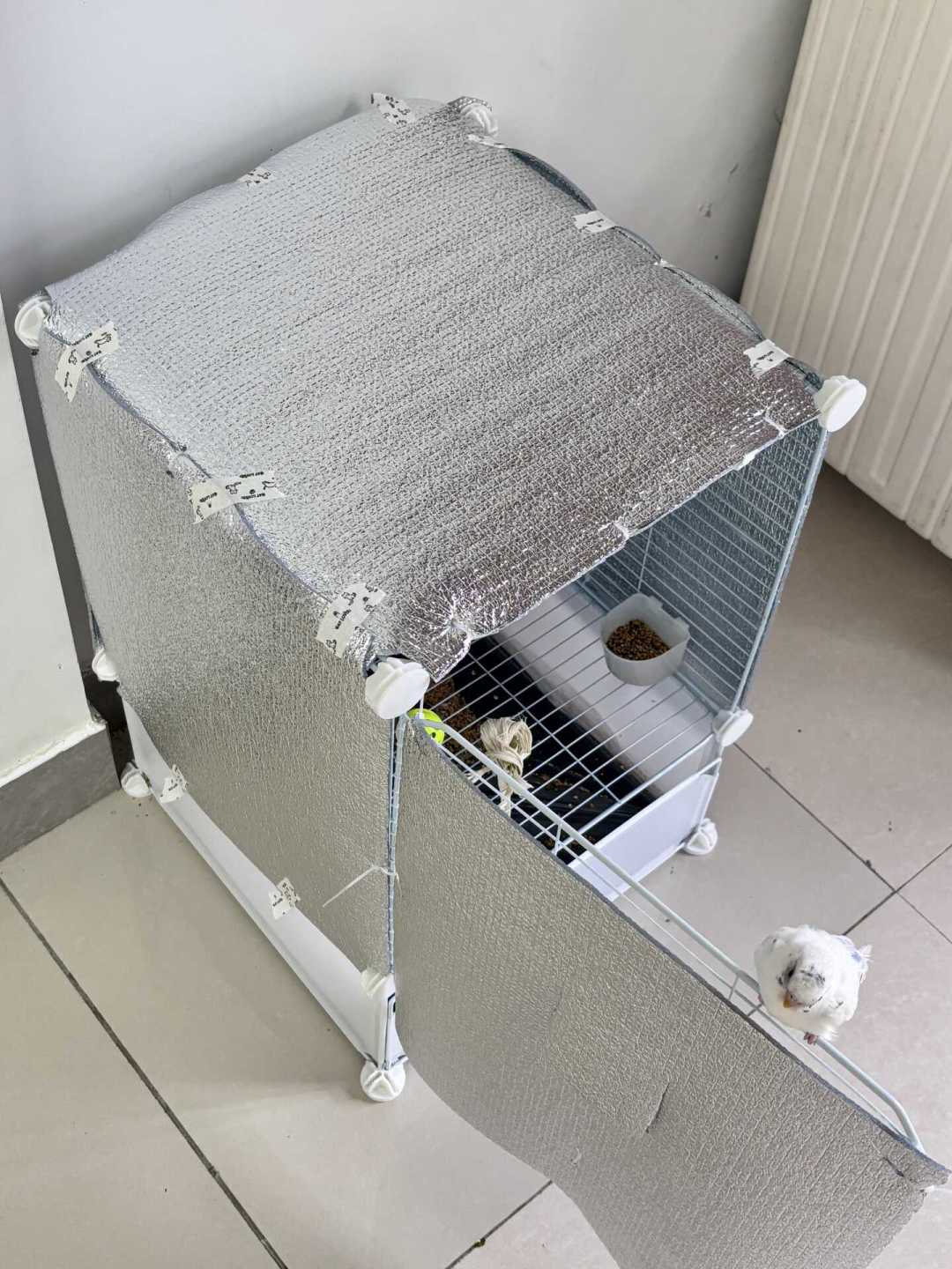 南方无暖气要不要给虎皮牡丹玄凤加热？我把两派帖子里的5℃、10℃、49.8℃摆成一张表：先防温差贼风，再防失控温控