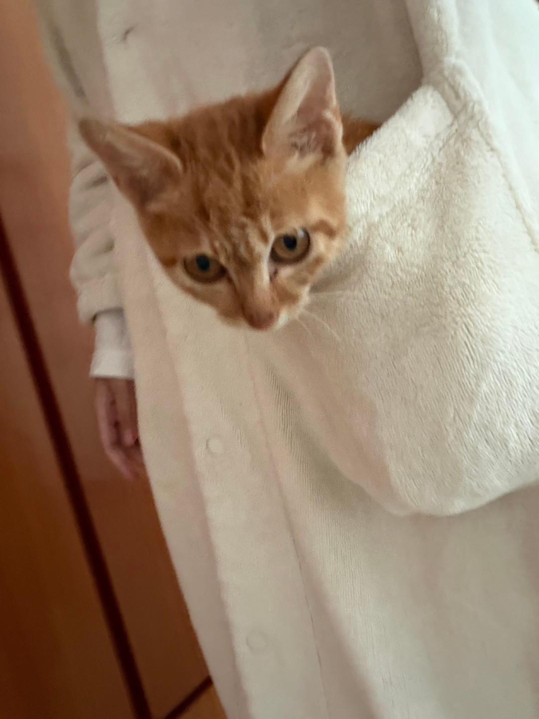宠物店员工给猫洗澡被咬穿手指,在家洗的秋冬攻略:先少洗、再吹干