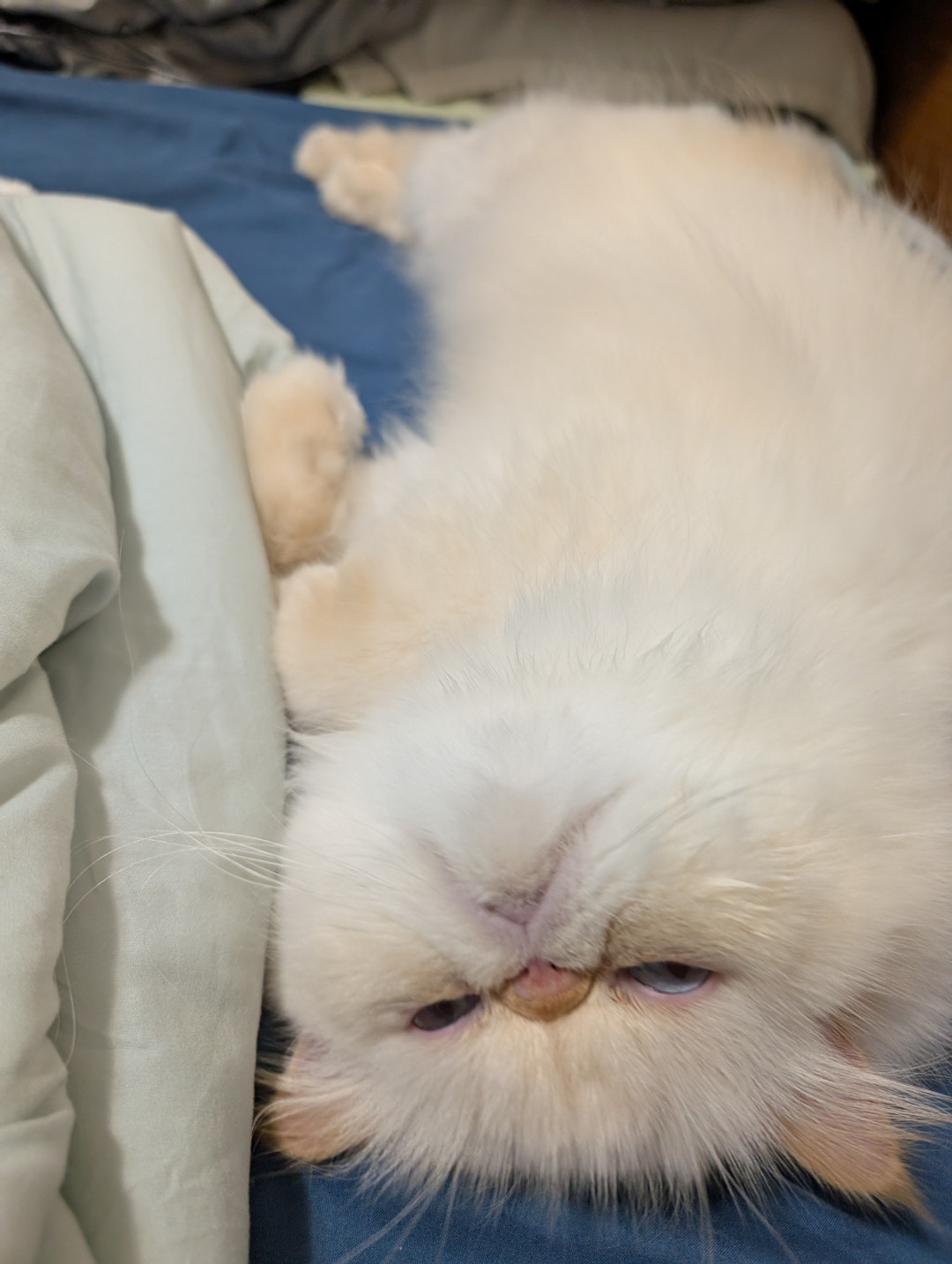宠物店员工给猫洗澡被咬穿手指,在家洗的秋冬攻略:先少洗、再吹干