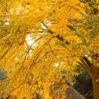 银杏只剩两周：从20元/小时到3000元一组，秋日写真的陪拍钱到底花在哪儿