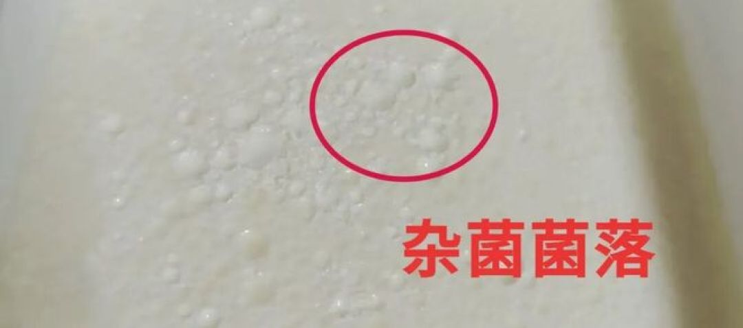 一条自制酸奶
