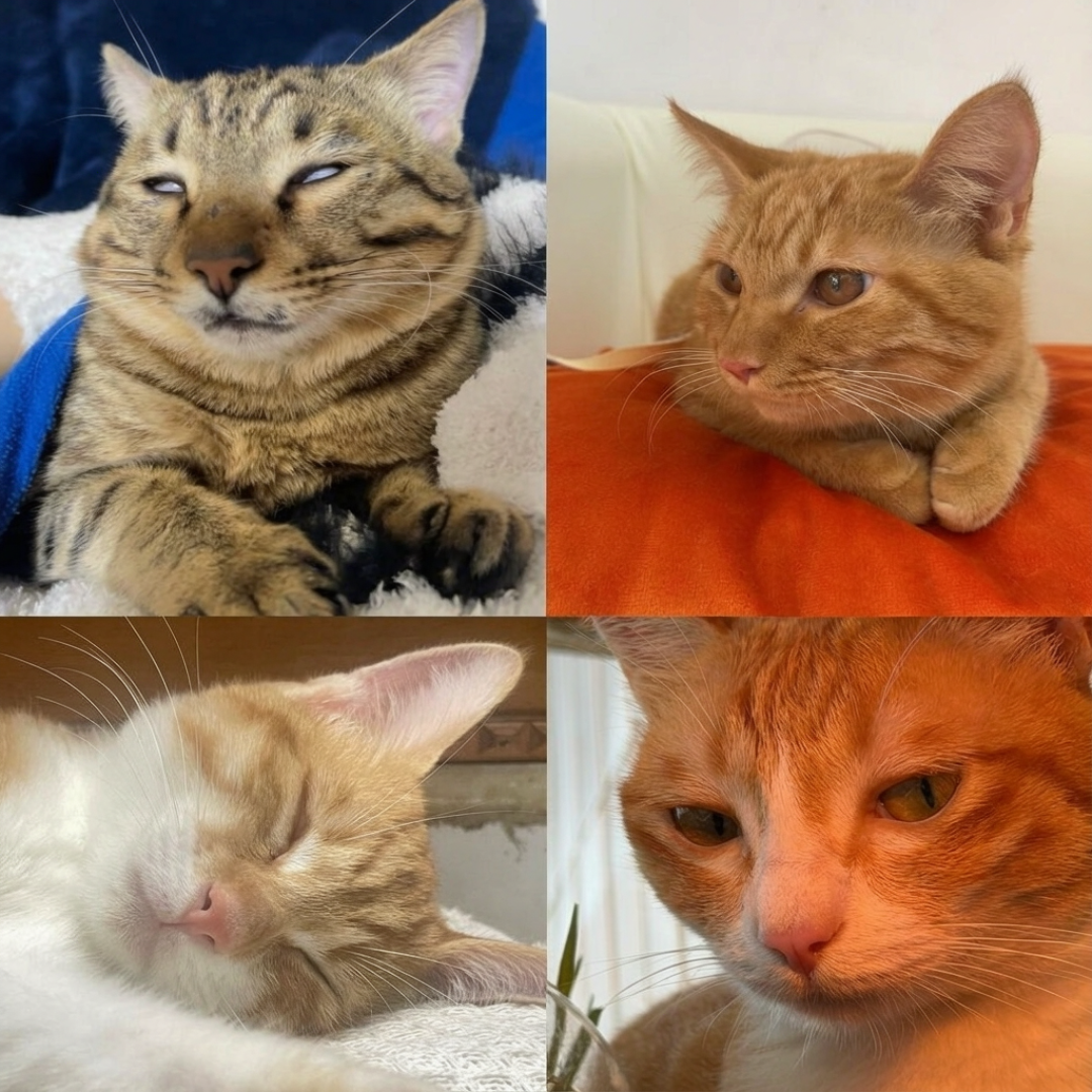 养到第5只猫每月固定才670元?多猫家庭的口粮账好算,