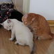 一猫14斤一猫6斤？多猫家庭先别和稀泥，把饭盆的规矩立起来
