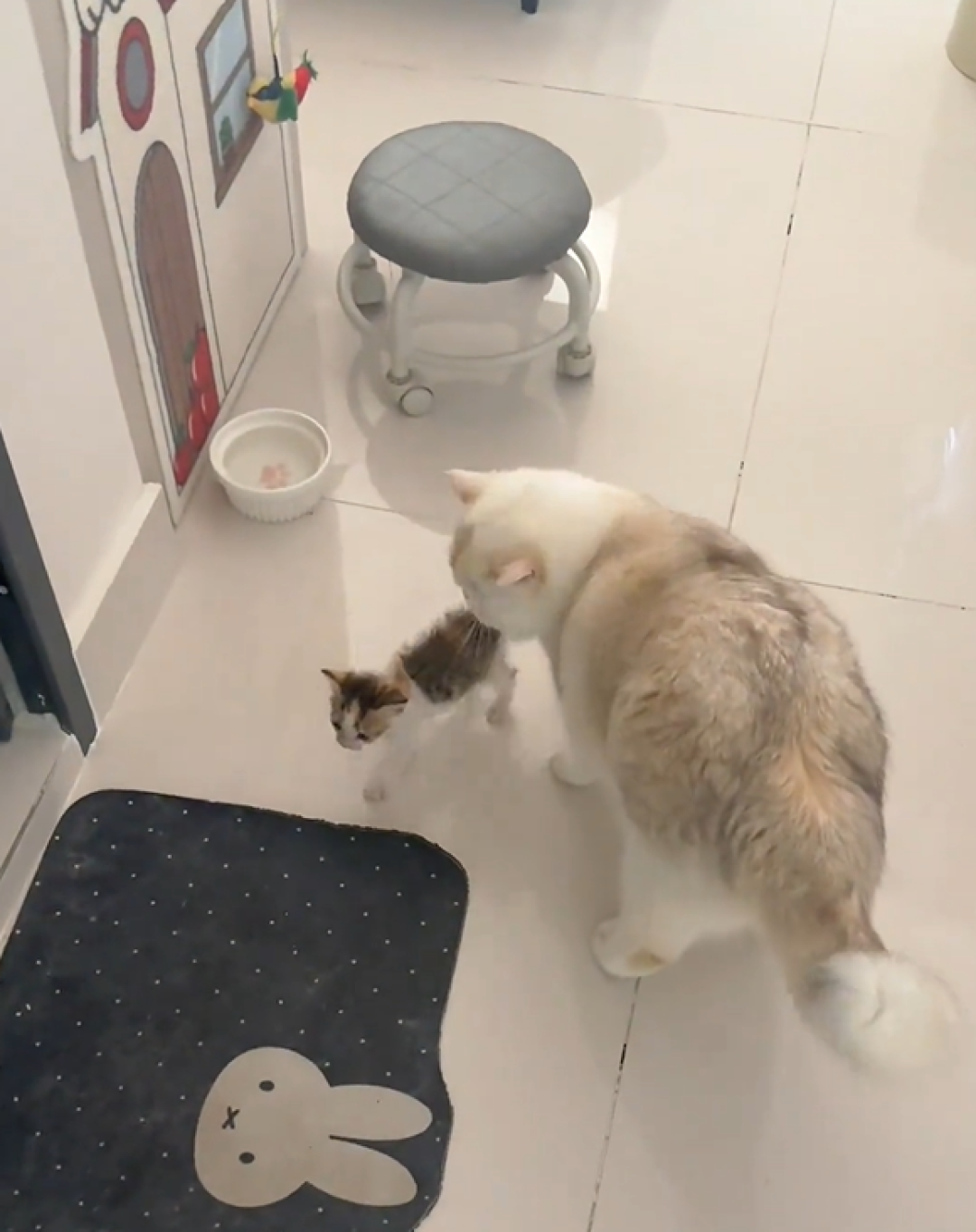 捏住后颈猫就"定格"?母猫那套搬运程序,人类只学会了半截