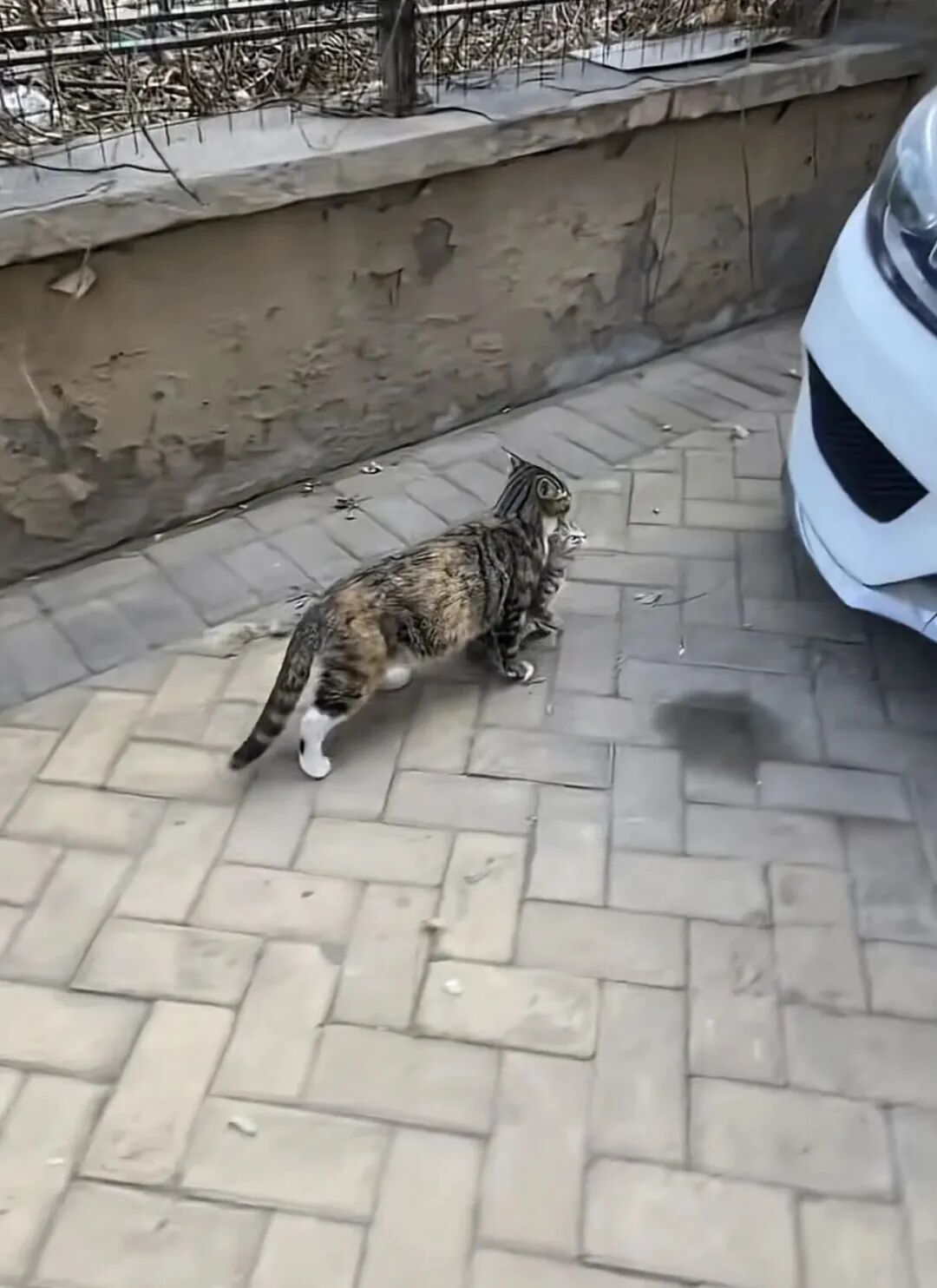 捏住后颈猫就"定格"?母猫那套搬运程序,人类只学会了半截
