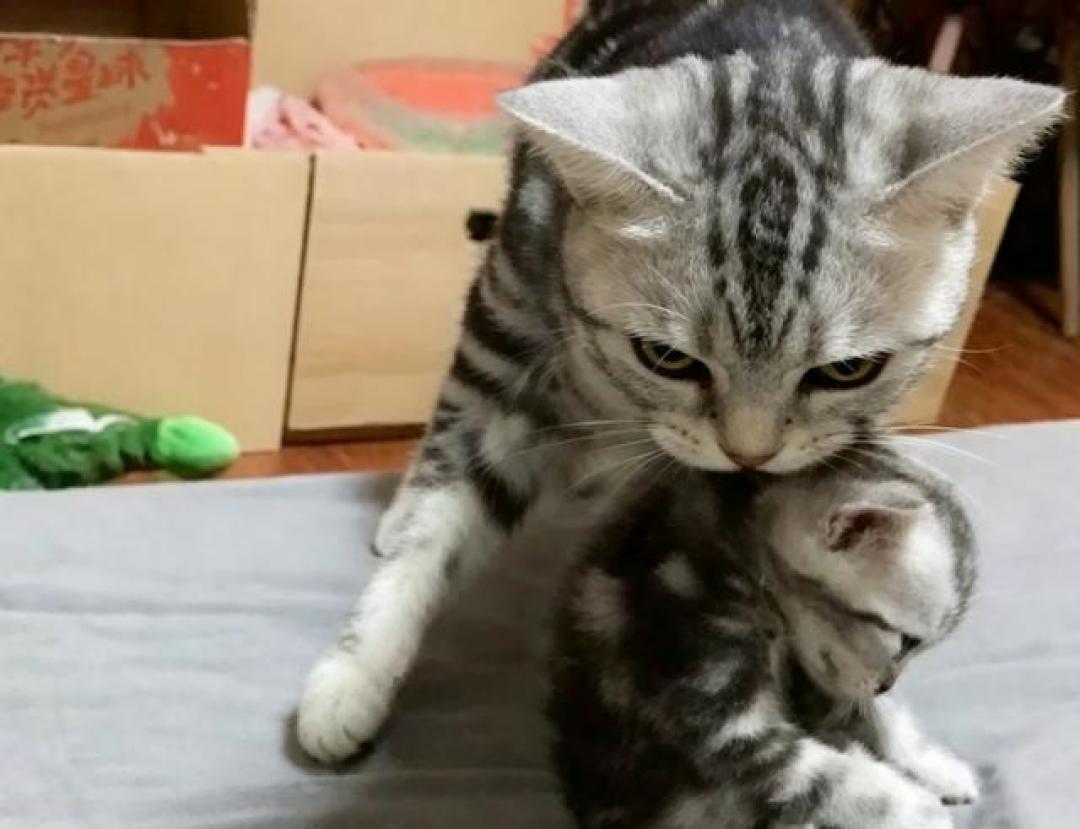 捏住后颈猫就"定格"?母猫那套搬运程序,人类只学会了半截
