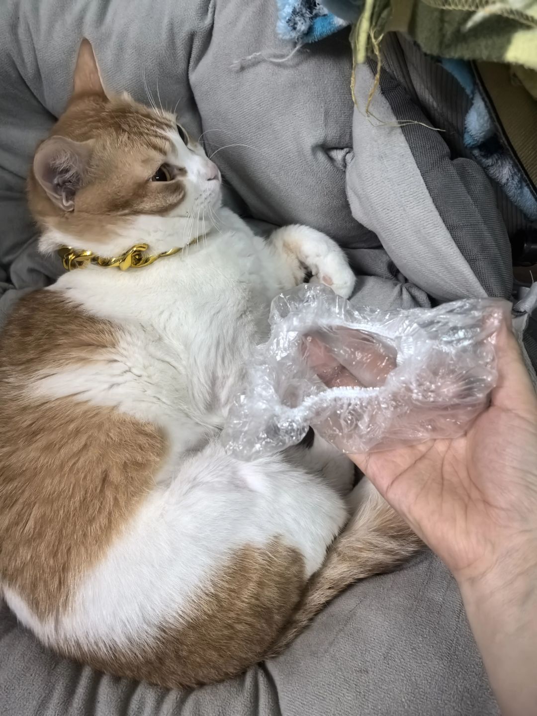捏住后颈猫就"定格"?母猫那套搬运程序,人类只学会了半截