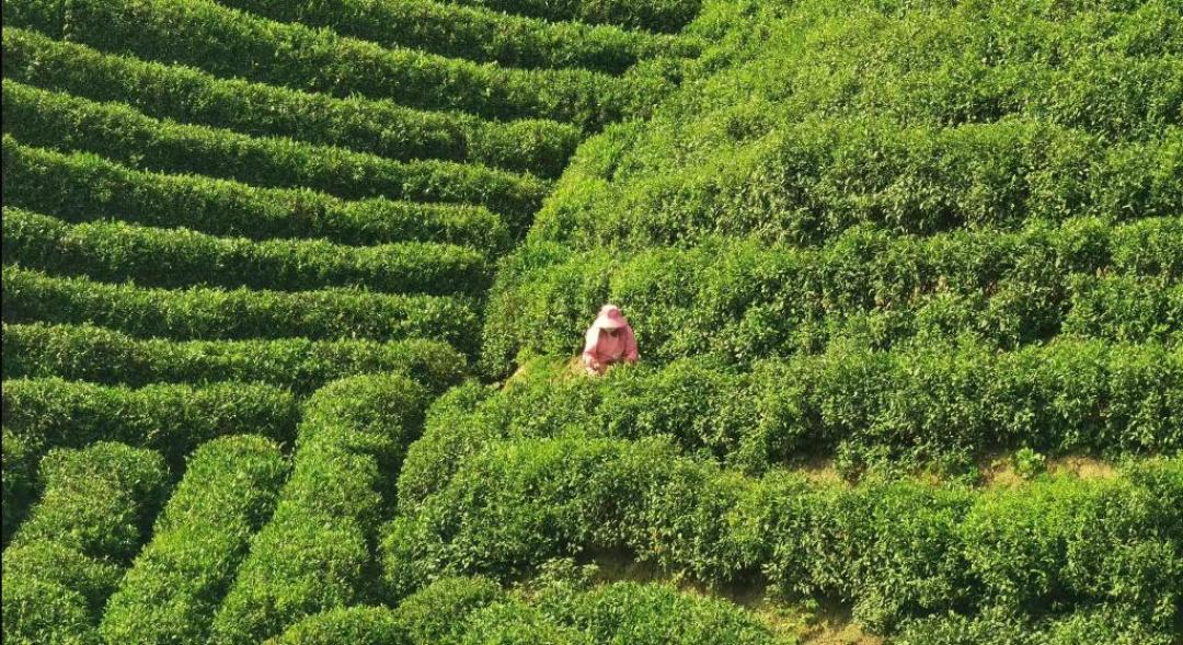 围炉煮茶别急着交