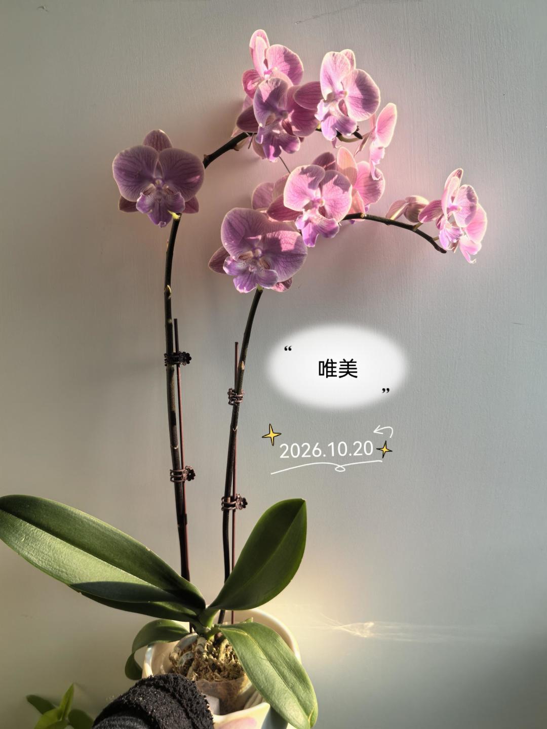 10月底的蝴蝶兰15块一盆,过年前180块还吵翻天:这段差价其实是催花费,三种人买法完全不同
