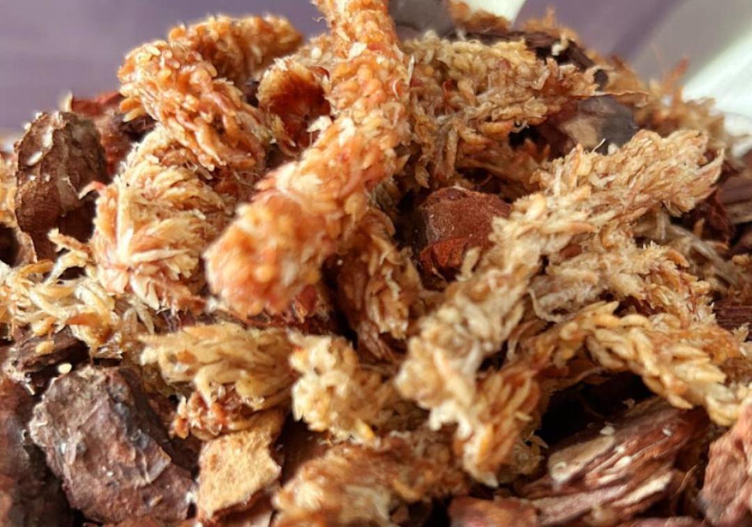10月底的蝴蝶兰15块一盆,过年前180块还吵翻天:这段差价其实是催花费,三种人买法完全不同