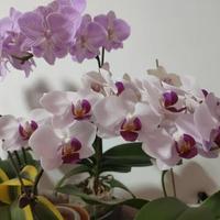 10月底的蝴蝶兰15块一盆，过年前180块还吵翻天：这段差价其实是催花费，三种人买法完全不同