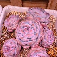 补光灯、增色剂都在白忙：多肉上色的主开关其实是"冷"，供暖前的窗口只剩几周