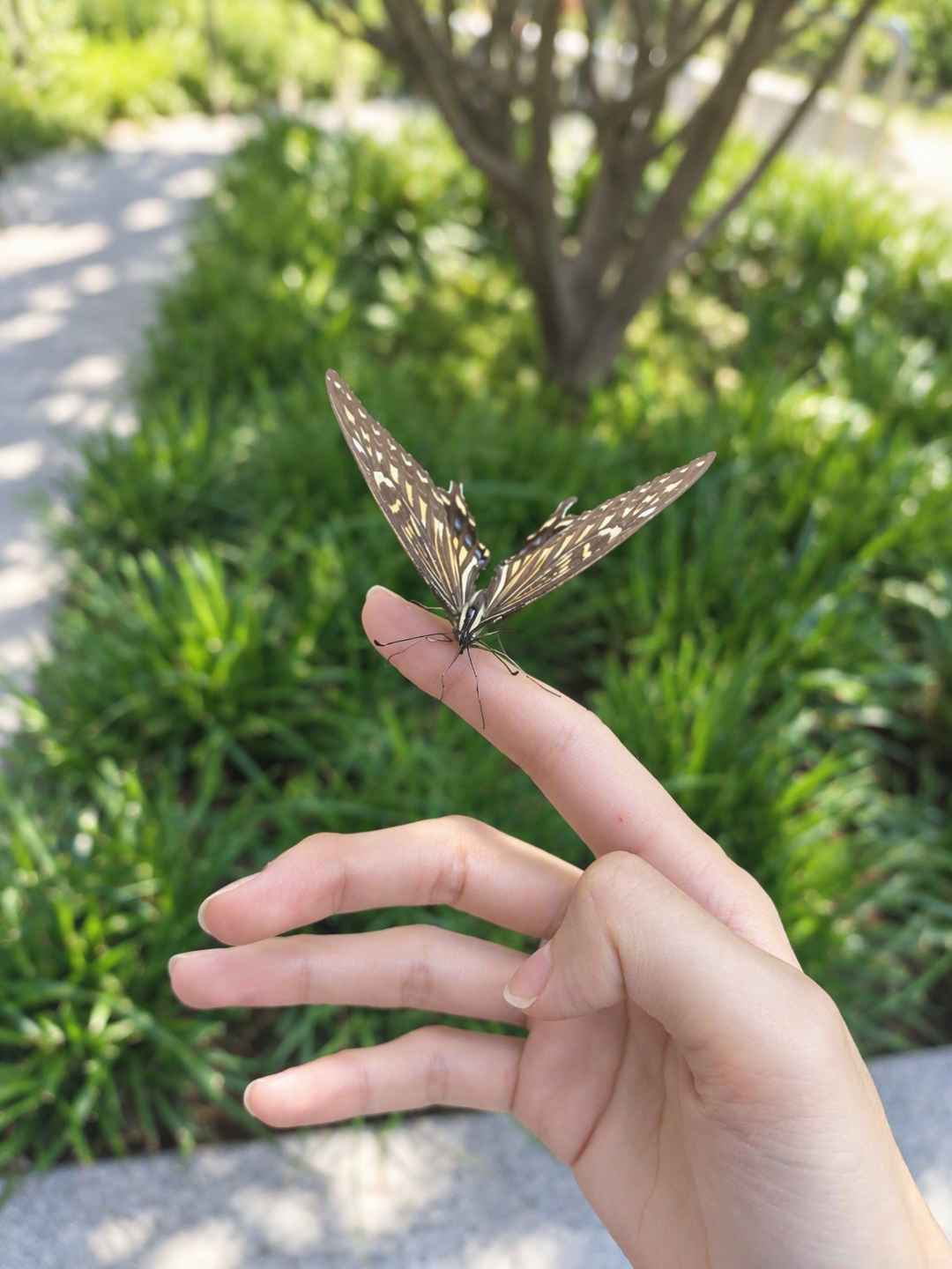 追蝶20年，看迪丽热巴红毯的第一反应：这大概率不是真蝴蝶