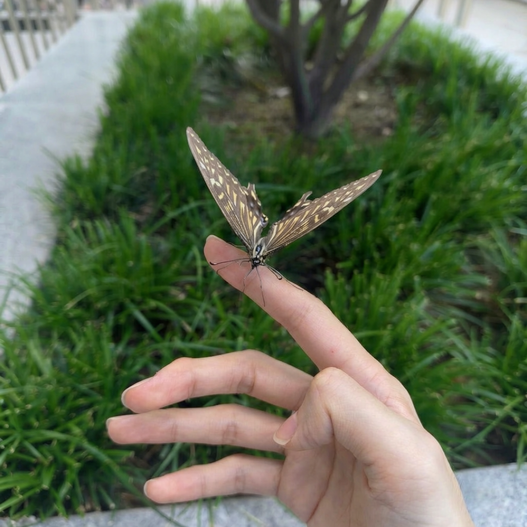 迪丽热巴红毯蝴蝶是真是假？养蝶人拆完三个细节：活蝶不会这么乖