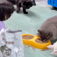 实录6岁女儿亲自投喂猫指挥多猫干饭 不停念叨猫粮好好吃