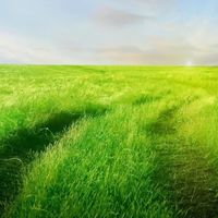 给爷爷奶奶买灵芝孢子油，先翻到包装背面看含量