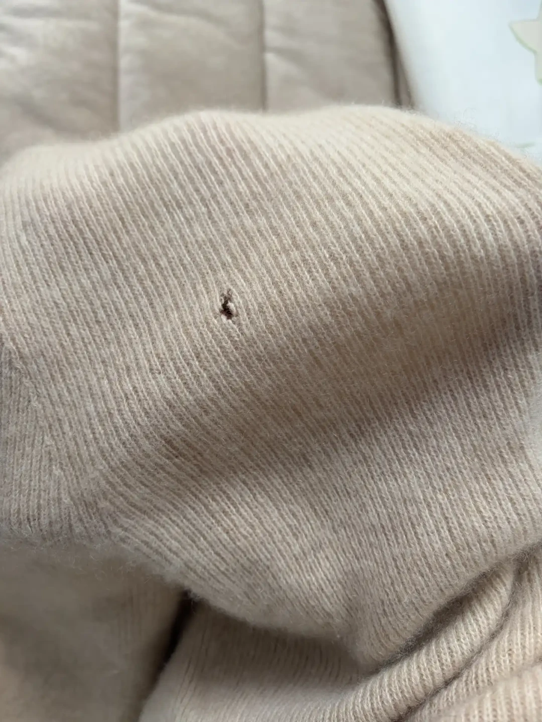 越是贵的衣服越容易被啃出洞？翻出冬装先认清3种虫，再决定樟脑丸塞不塞