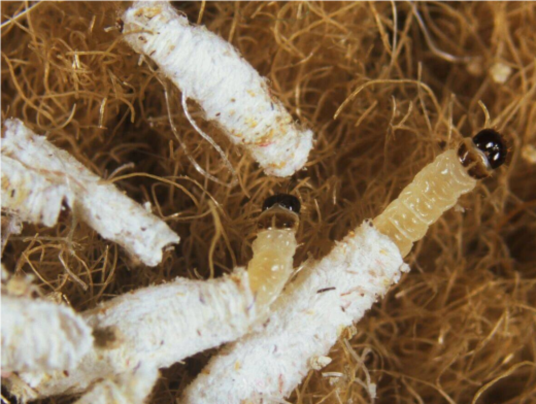 越是贵的衣服越容易被啃出洞？翻出冬装先认清3种虫，再决定樟脑丸塞不塞