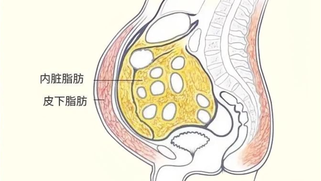 男性睾酮50年降54%：深蹲救不了，是睡眠和肚子