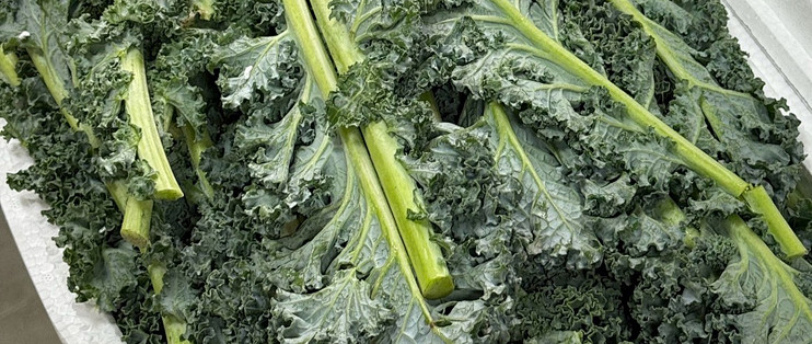 减脂神菜羽衣甘蓝翻车？绕了一圈它还是一棵菜