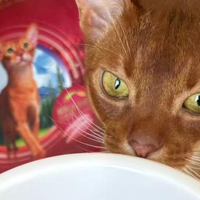 麦富迪原生鲜肉猫粮实喂满月，偏瘦小猫如何吃出紧实肌肉线条？