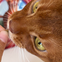 麦富迪原生鲜肉猫粮实喂记录，小猫如何养成匀称健壮好体格？