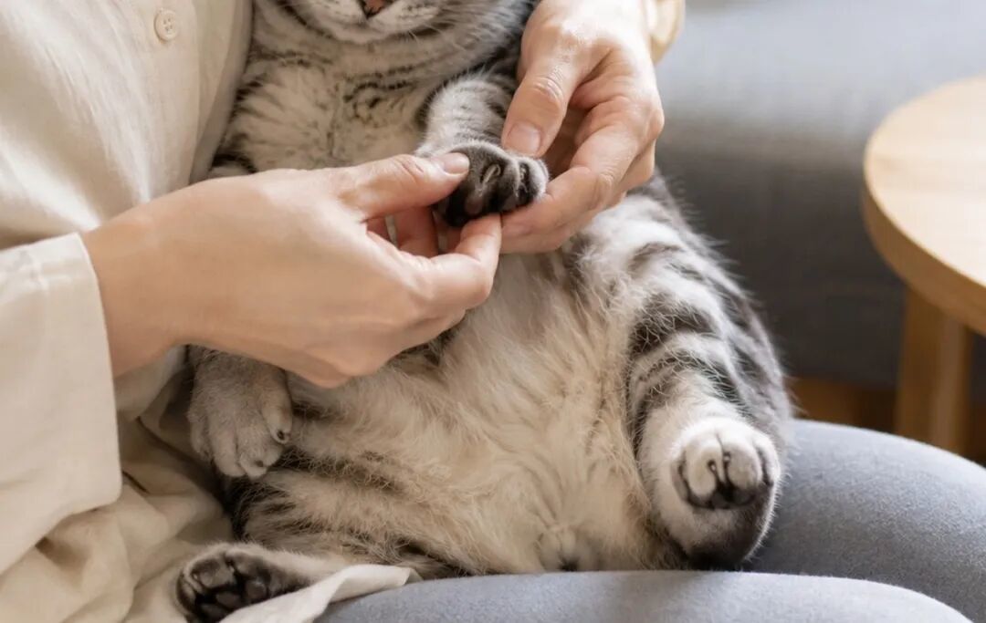 地上那瓣"猫指甲"是旧外套:掉了别慌,一直不掉才要留意
