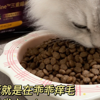 麦富迪舒然猫粮喂养实录，长毛猫如何吃出丝滑蓬松好被毛？