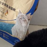 麦富迪舒然猫粮实测，高纯挪威鱼油深入发根，对猫咪掉毛有作用吗