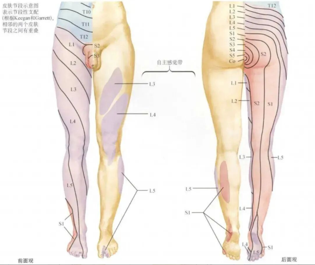 38岁坐9小时站起直不起身：先测疼在哪，酸胀能练刺痛别练
