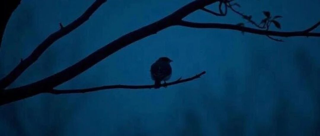 鸟睡树枝上不会掉？实验发现"抓得紧"只是第一层