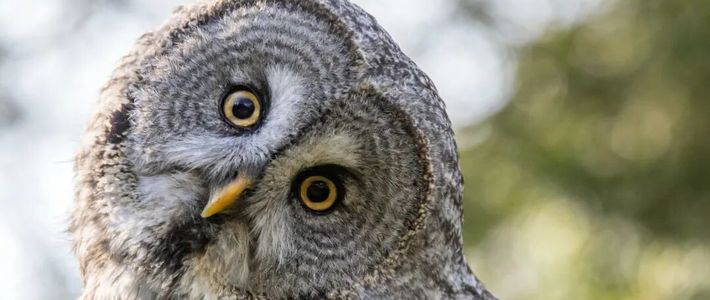 猫头鹰转头360°？解剖说：270°是极限，脖子自带四重保险