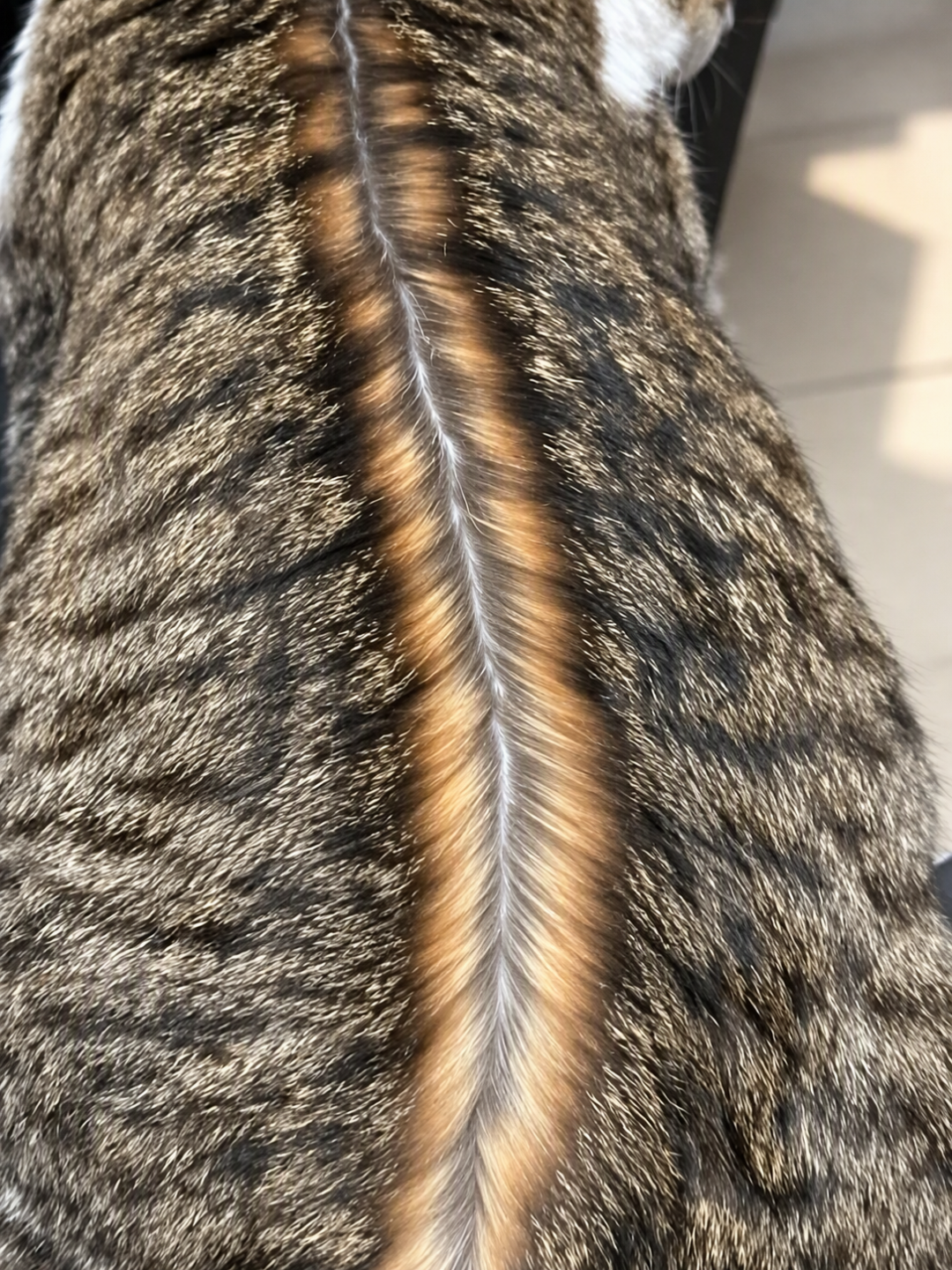 一戳就哼哼、一挠就浑身抖?你按到的不是猫的笑穴,是它的警报器