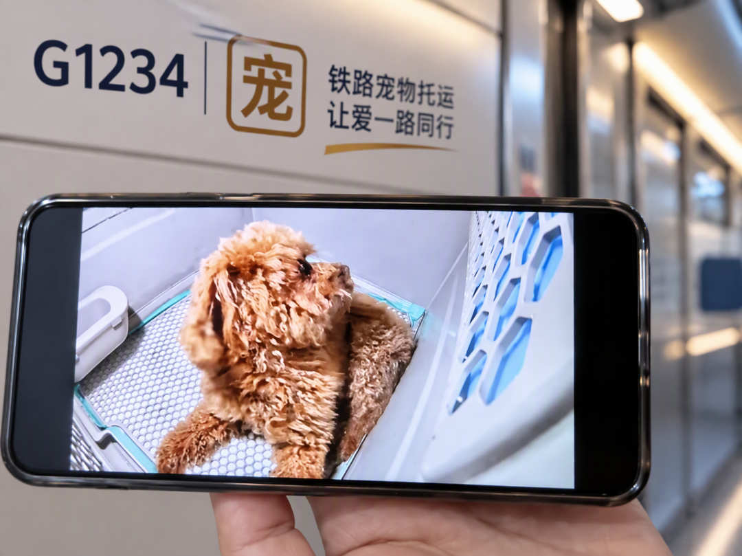 带毛孩子回家过年，先搞懂12306那个“宠”字：两个预约窗口、一条尺寸线、四条路线一张对照表