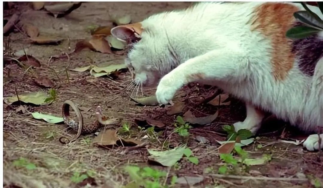 猫被黄瓜吓飞，“因为像蛇”？这实验做在猴子身上，不是猫