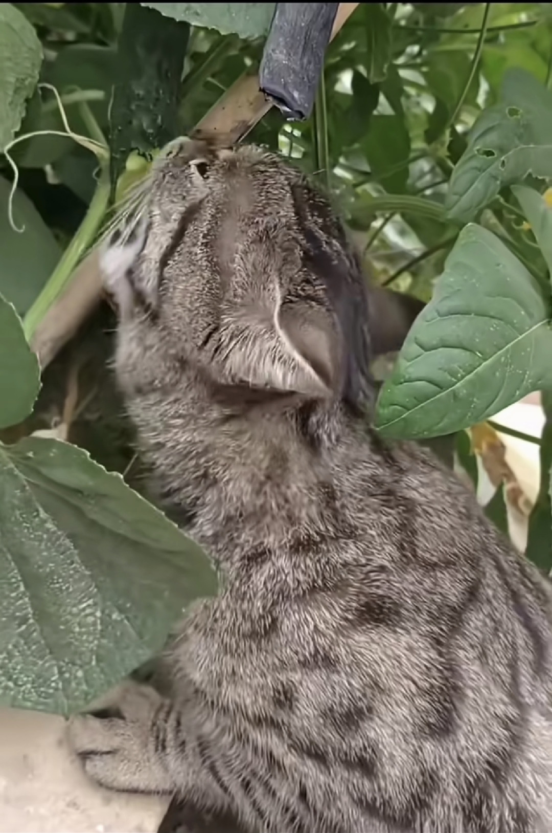 猫被黄瓜吓飞，“因为像蛇”？这实验做在猴子身上，不是猫