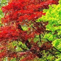 从溢价6199到价保3200：适马20-200双十一跌进3000档，白圈、高反、留胶到底哪个真劝退？